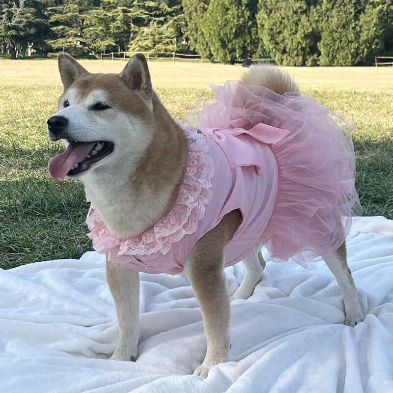 网红 小白裙 雪纺裙子宠物狗狗秋田银狐金毛春夏衣服萨摩边牧婚纱