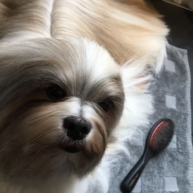 克里斯克莉斯汀森安德鲁宠物尼龙猪鬃毛梳狗猫赛级美容气囊梳毛刷