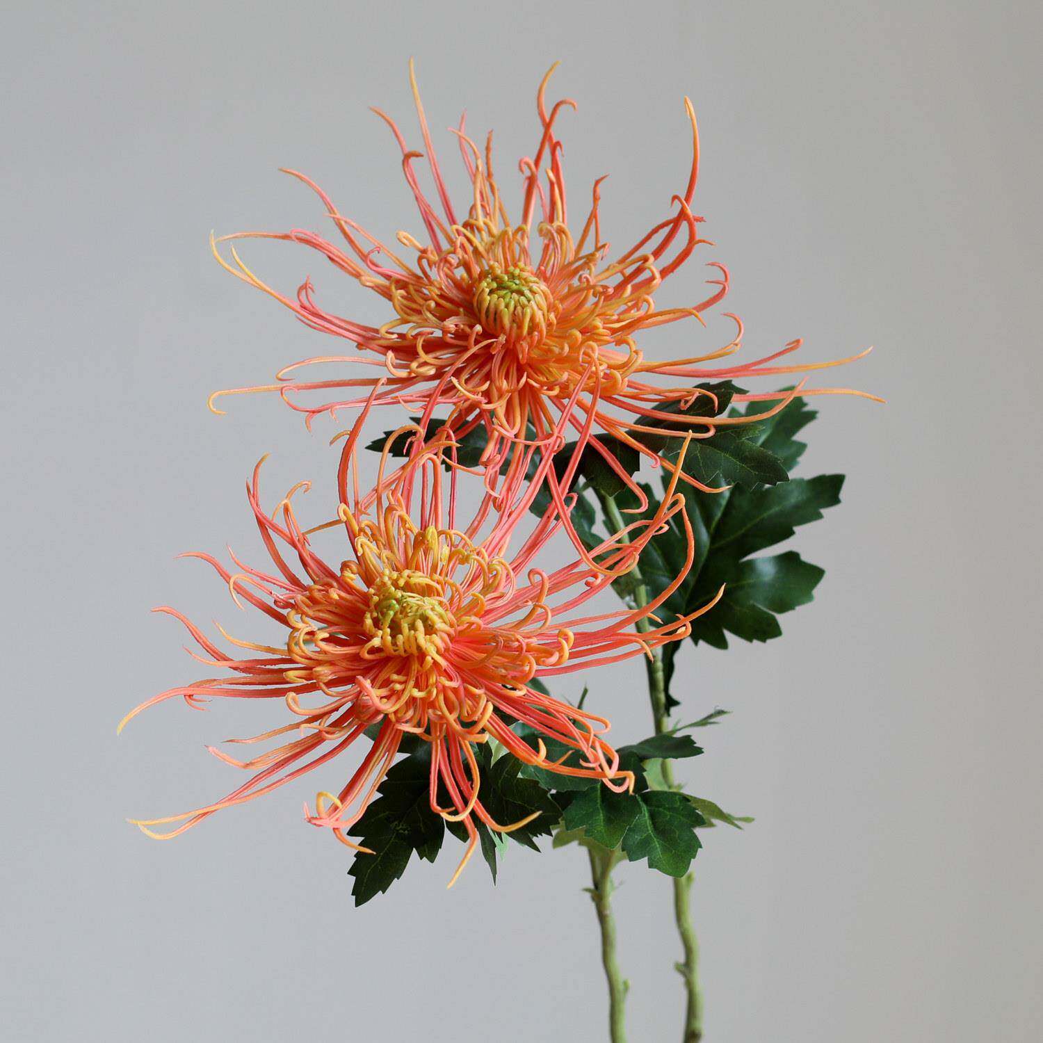 仿真花龙爪菊中式菊花火树银花高级家居装饰花艺造景摄影道具假