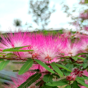 合欢树苗芙蓉树苗绒花树银叶金合欢花树苗树木庭院南北方种植盆