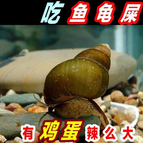 除藻螺净化水质观赏螺吃鱼屎田螺鲜活淡水冷水蜗牛鱼缸清洁螺包邮