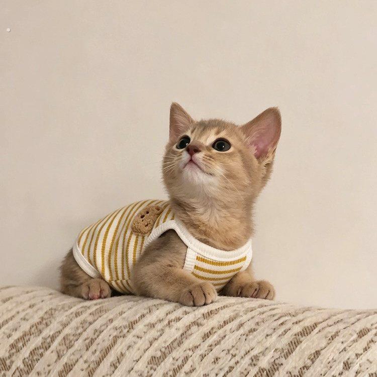 猫咪衣服小猫装扮德文猫防掉毛夏天薄款背心阿比西尼亚猫狗狗衣服