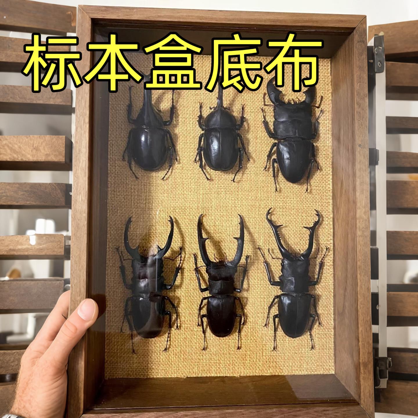 标本盒背景自粘布昆虫蝴蝶插针盒松木实木玻璃标本框存放展示盒