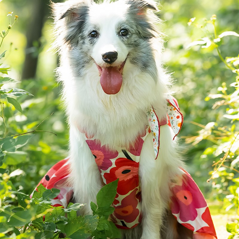 大狗狗夏季夏天边牧衣服裙子中大型犬薄款宠物可爱甜美吊带边衣裙