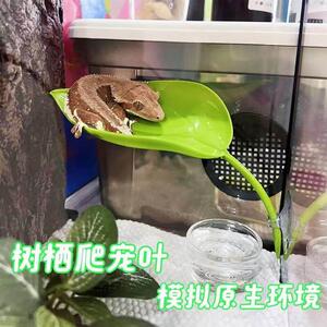 爬宠树栖造景睫角守宫姥爷树蛙水盆窝悬浮窝彷真植物躲避攀爬雨林