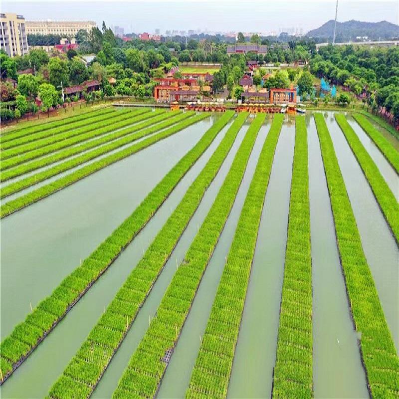 鱼塘水稻种植漂浮板蔬菜稻谷水上种植板浮床 鱼稻共生种植 泡沫板
