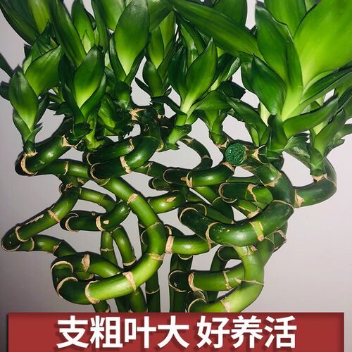 水培节节高转运富贵竹植物水养带根土培开运龙竹室内大型绿植盆栽