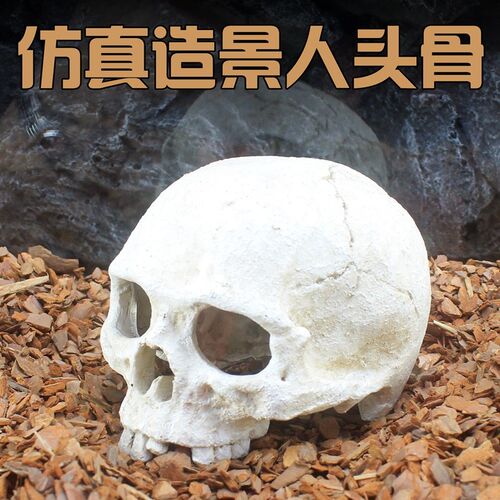 骷髅人头骨造景爬虫躲避晒台蜥蜴宠物蛇守宫蜘蛛蝎子龟水族箱爬宠
