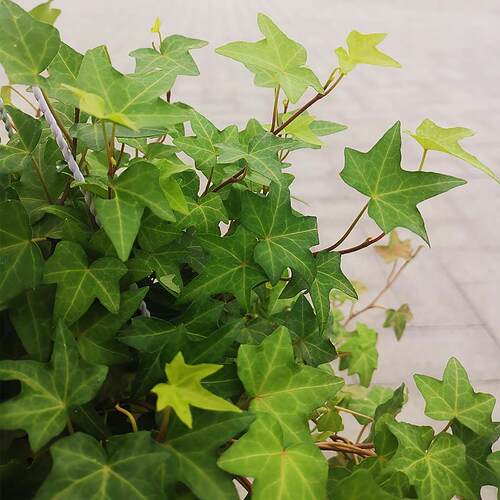 常春藤盆栽好养植物室内垂吊兰长春水培爬藤青叶花叶雪莹绿植花园