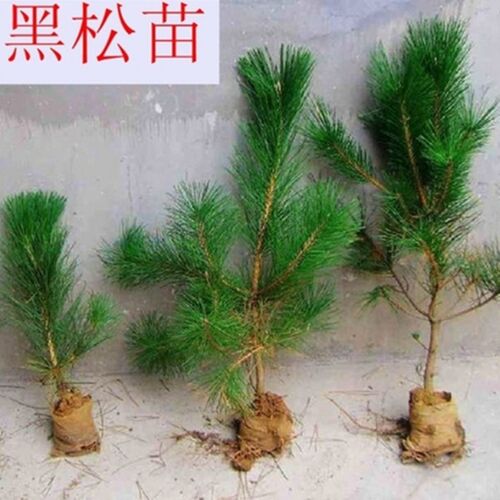 绿化苗木黑松小苗庭院黑松苗黑松树苗四季常青盆景植物松树苗