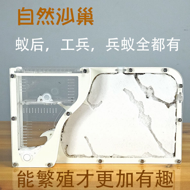 可产卵繁殖的蚂蚁工坊 蚂蚁城堡 蚂蚁部落 蚂蚁庄园送蚁后群沙巢