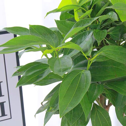 平安树客厅盆栽大绿植室内办公室四季常青除甲醛盆景植物好养绿宝
