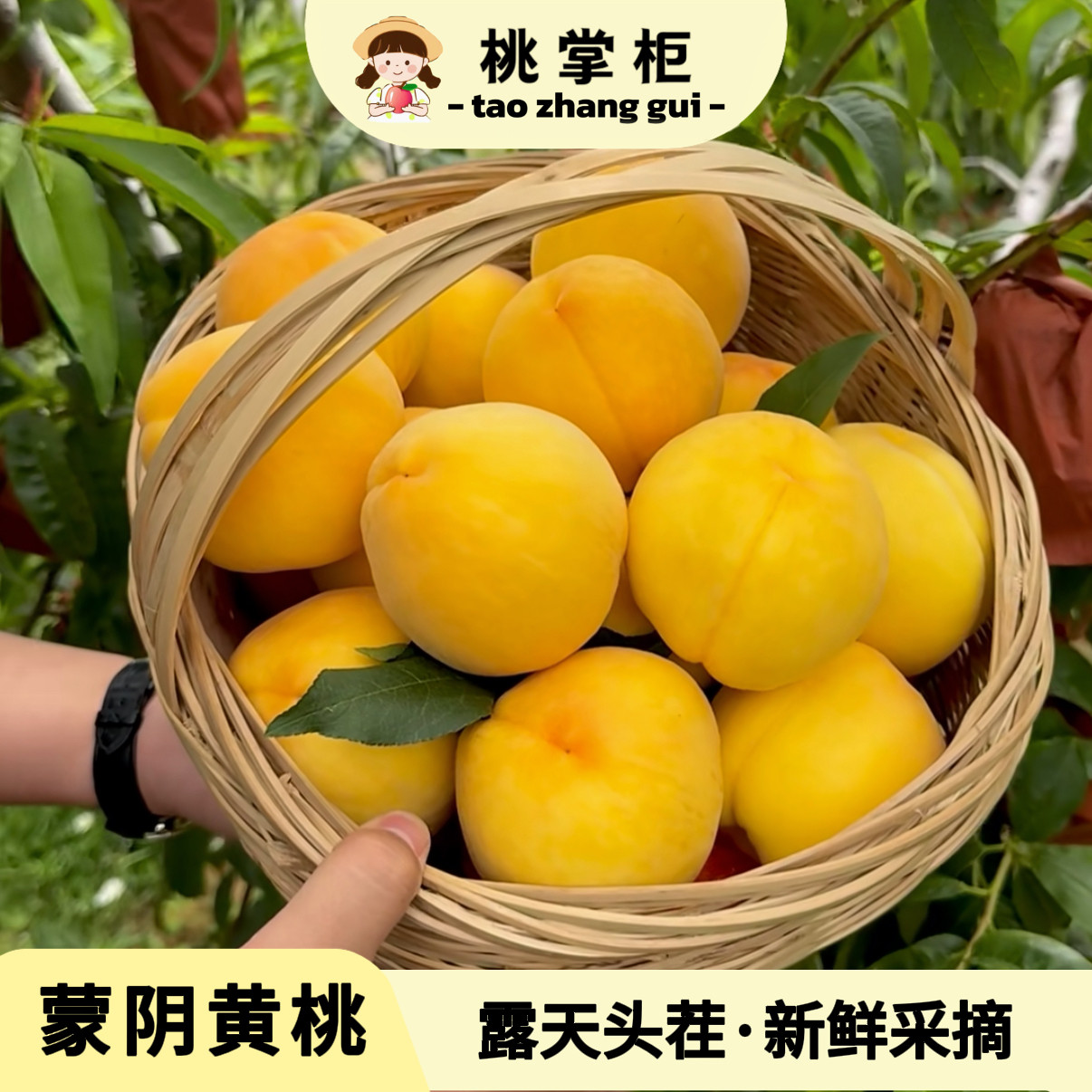 桃掌柜 蒙阴黄桃新鲜水果露天头茬现摘现发时令桃子脆甜桃黄毛桃