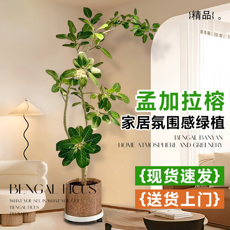 孟加拉榕树祿植盆栽室内大型绿植高端真树客厅电视机旁落地吸甲醛