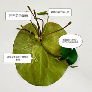 5.9包邮一叶莲睡莲碗莲无土水培植物桌面盆栽绿植花卉鱼花共养