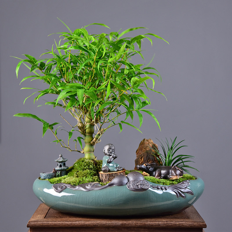 佛肚竹子盆栽葫芦竹盆景客厅桌面阳台绿植四季常青罗汉竹趣味植物