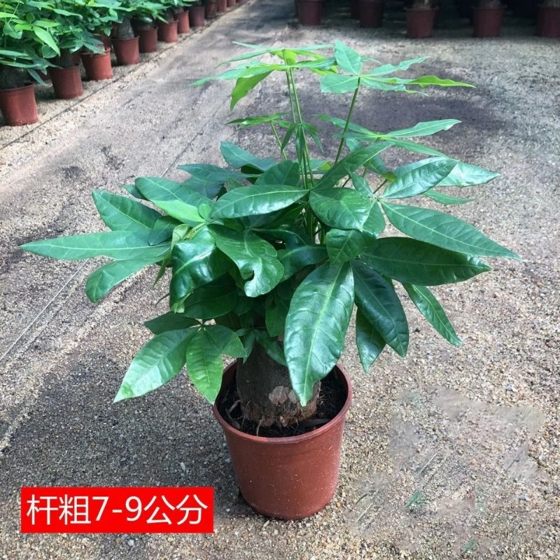 发财树盆栽室内客厅桌面绿植小盆景大发财树苗招财树吸甲醛植物