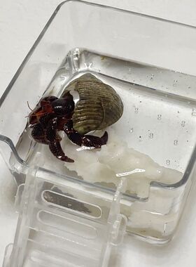 寄居蟹亚克力高透水盆大号小号泡澡盆浴缸方形鱼缸垫脚防溺水爬梯
