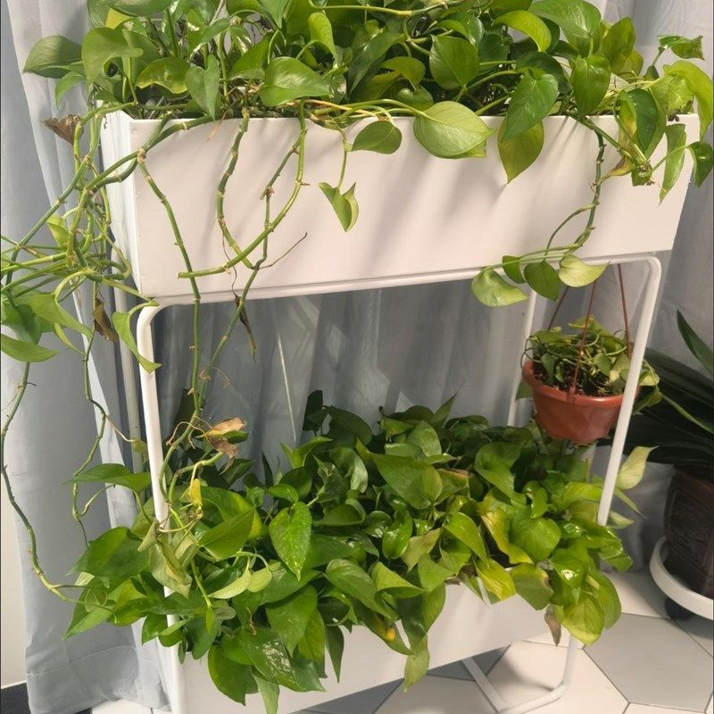 铁艺北欧花架多层室内绿萝客厅简约多层植物落地阳台花盆架子置物