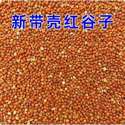 优质带壳红谷子 增亮毛色大颗粒饱满鸟食鸟粮虎皮鹦鹉珍珠鸟粮食