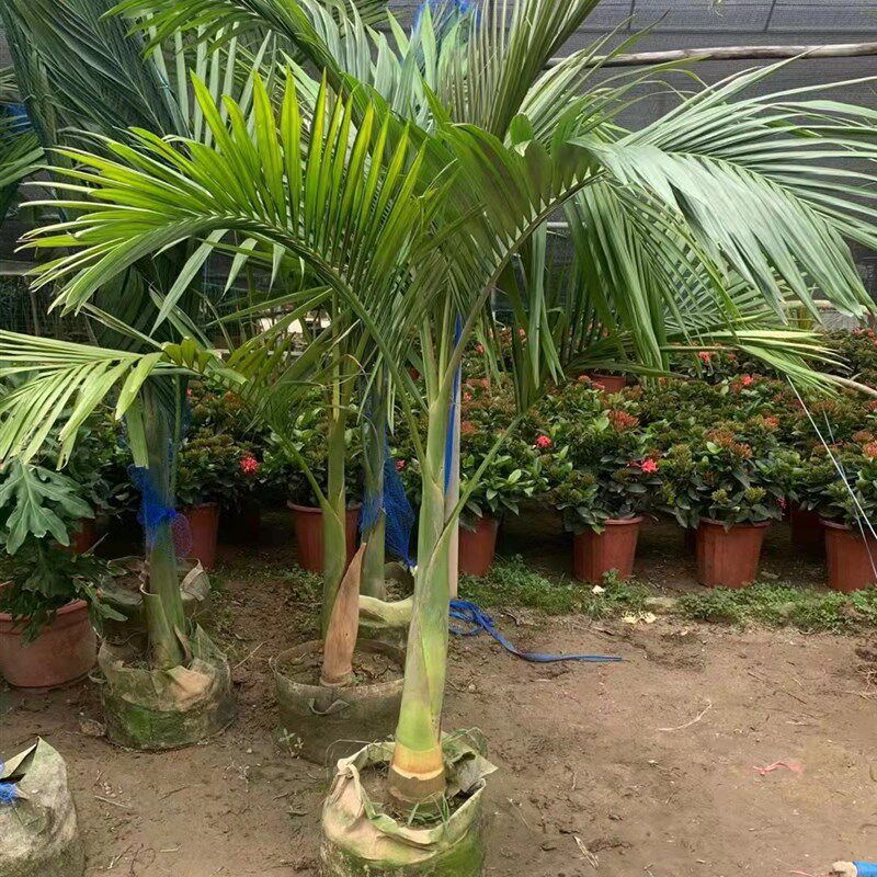 假槟榔树又名亚力山大椰子大型绿植花园阳台庭院室内吸甲醛植物