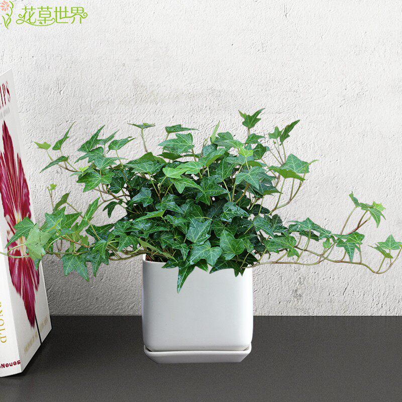 常春藤盆栽 吸甲醛除苯净化空气植物 卧室花卉绿植阳台办公室绿化