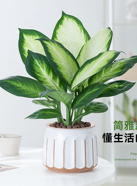 玛丽安万年青新手好养绿植室内盆栽办公室桌面养眼绿色新家植物