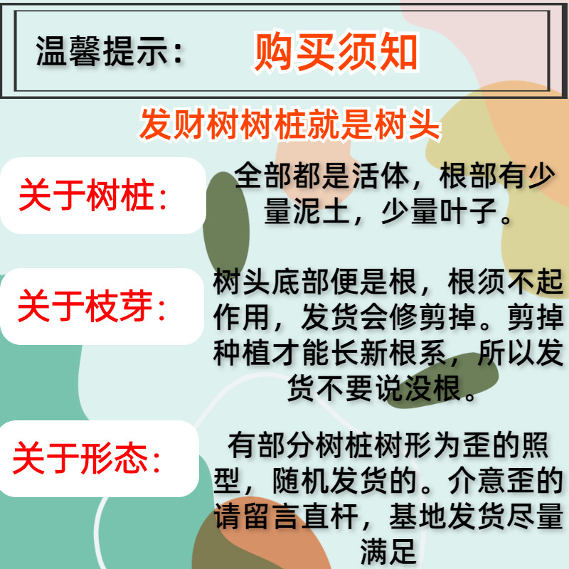 发财树树桩树头树苗室内绿植花卉小阳台盆景盆栽客厅招财独杆带盆