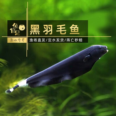 鱼官儿魔鬼刀黑羽毛玻璃飞DAO电鳗观赏鱼玻璃猫透明鱼龙须猫热带