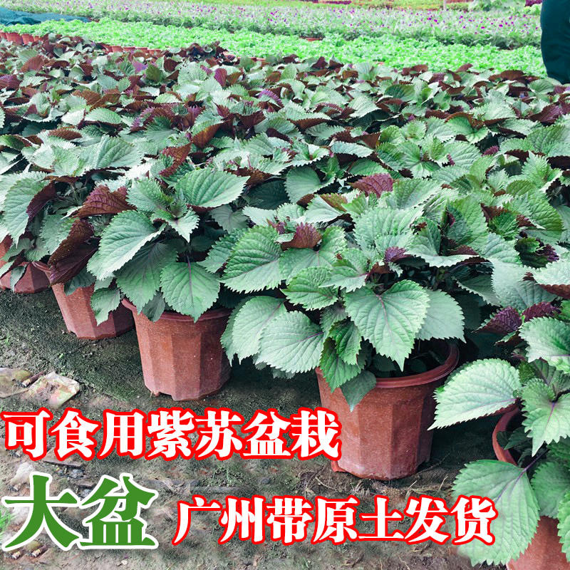 紫苏盆栽可食用紫苏叶烤肉香草薄荷庭院阳台好养易种四季清香绿植