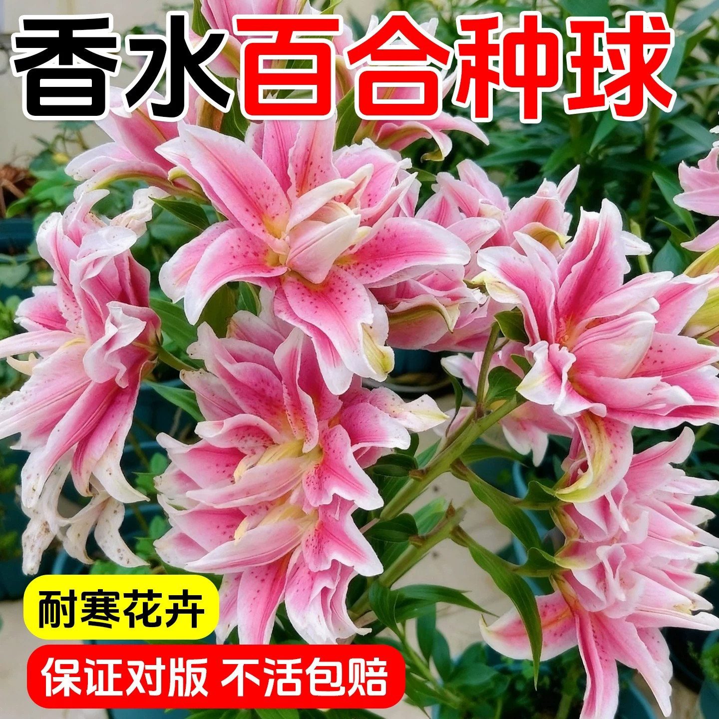 百合花种球进口香水百合多季开花好养花卉植物室内鲜花盆栽花种子