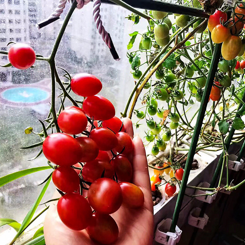 家庭室内蔬菜种植箱槽智能无土栽培水培设备花盆家用阳台种菜神器
