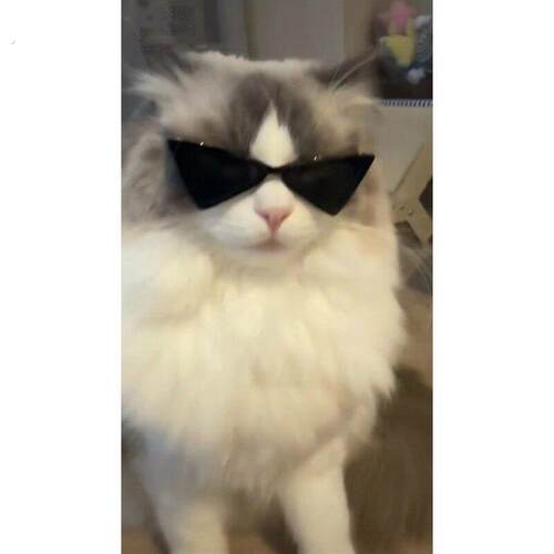 猫咪戴的太阳眼镜宠物修勾太阳眼镜可爱狗狗三角太阳眼镜猫狗摆拍