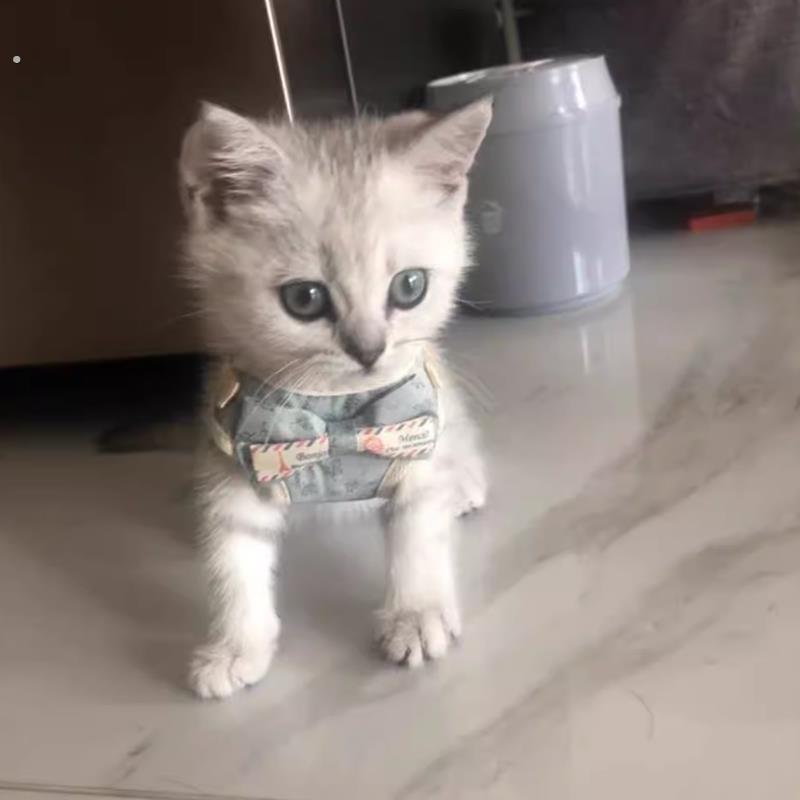 猫咪牵引绳幼猫遛猫绳小猫迷你超小防挣脱猫链舒适材质背心式绳