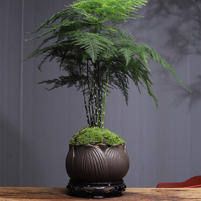 大文竹盆栽植物室内客厅精品创意中式禅意盆景四季常青绿植花卉