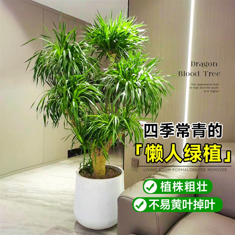 龙血树客厅绿植多头龙须树龙铁树客厅绿植室内大型龙血树植物盆栽