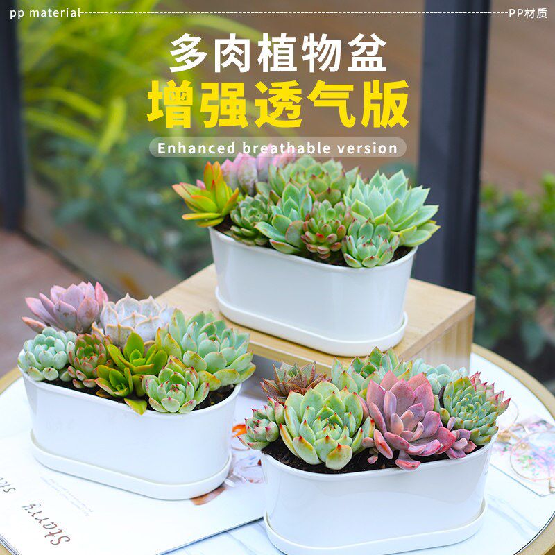 西子花语多肉花盆家用椭圆形花盆新款中小号专用花盆加厚盆栽盆子