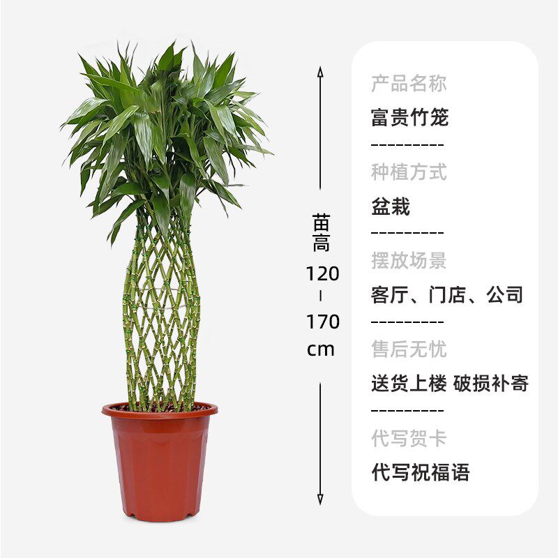 富贵竹笼客厅大盆栽大型绿植物竹编新房办公室旺宅室内观音竹土培