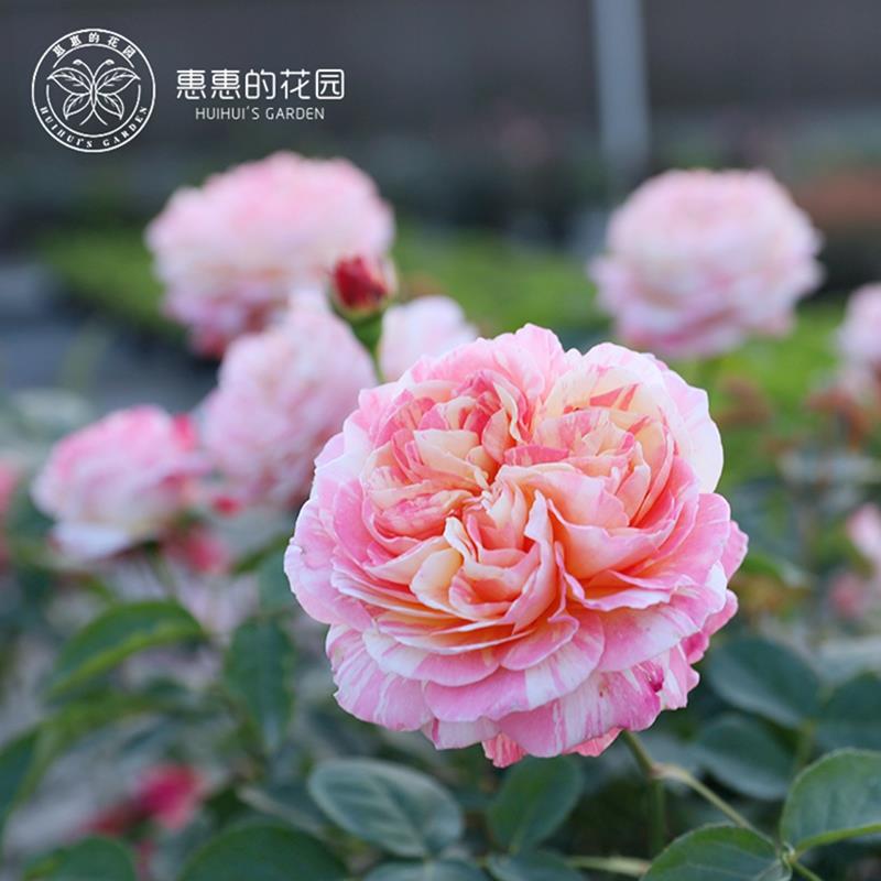 惠惠的花园灌木大花条纹月季莫奈3升盆庭院阳台盆栽绿植玫瑰花卉