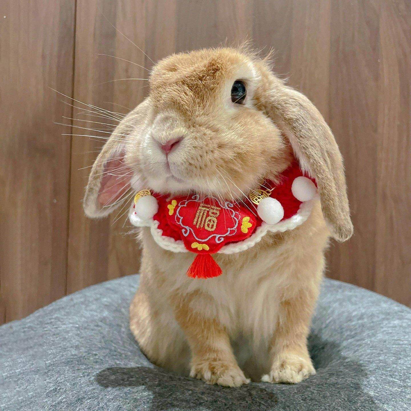 2026新年宠物兔子围脖春节装饰围脖荷兰猪豚鼠猫咪喜庆项圈配饰