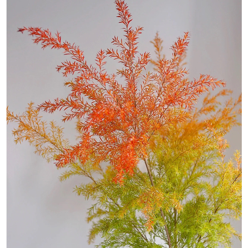 云南千层金鲜切水培植物家庭插花客厅卧室餐桌落地水养植物摆件