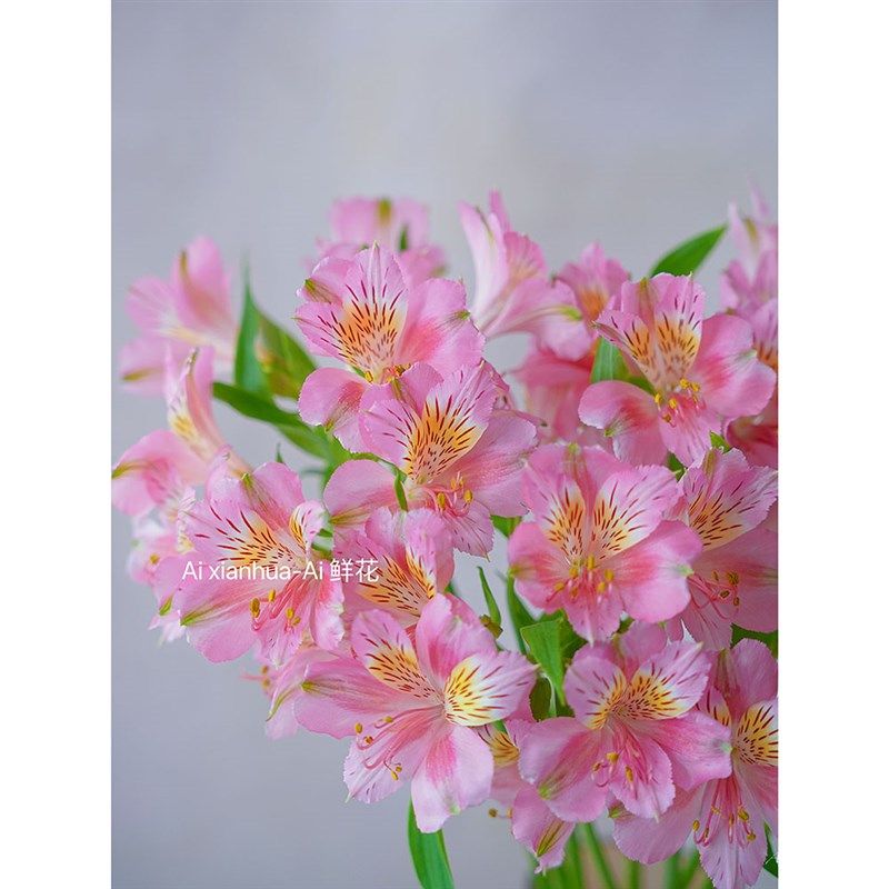 TL深粉色水仙百合鲜花家居办公插花水养好养好开装饰摆件花期长