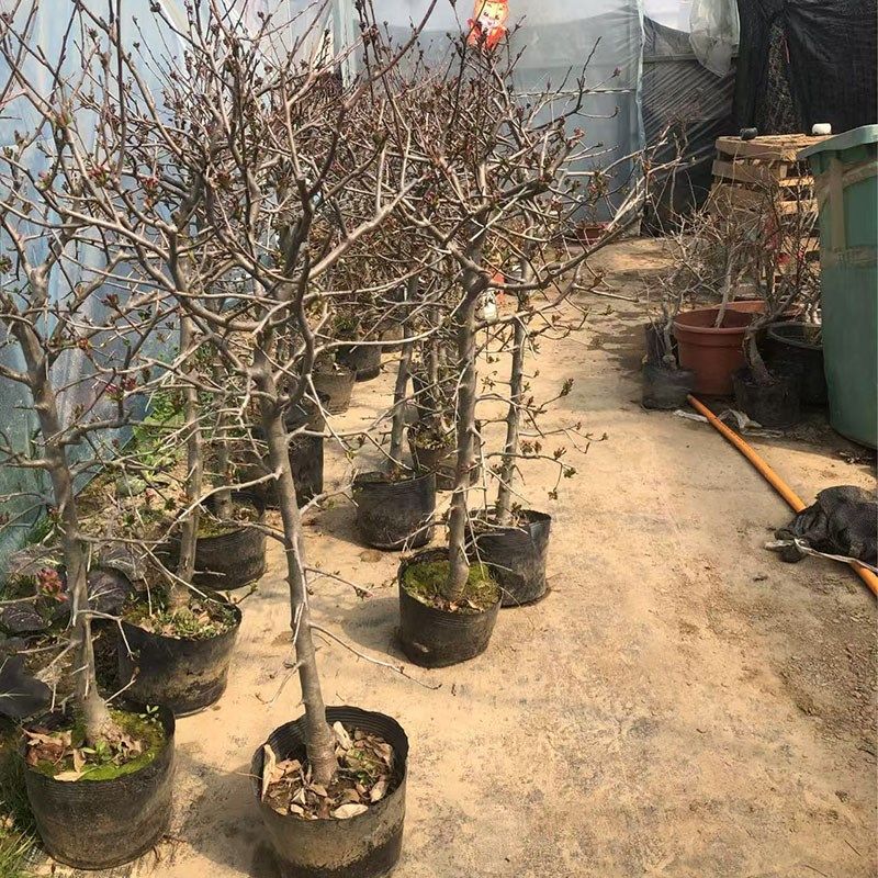 垂丝海棠花树苗盆栽带花苞原盆原土发货好养当年开花庭院