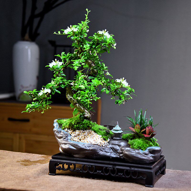 福建茶盆栽盆景室内客厅好养喜光小植物桌面禅意微盆景开花小绿植