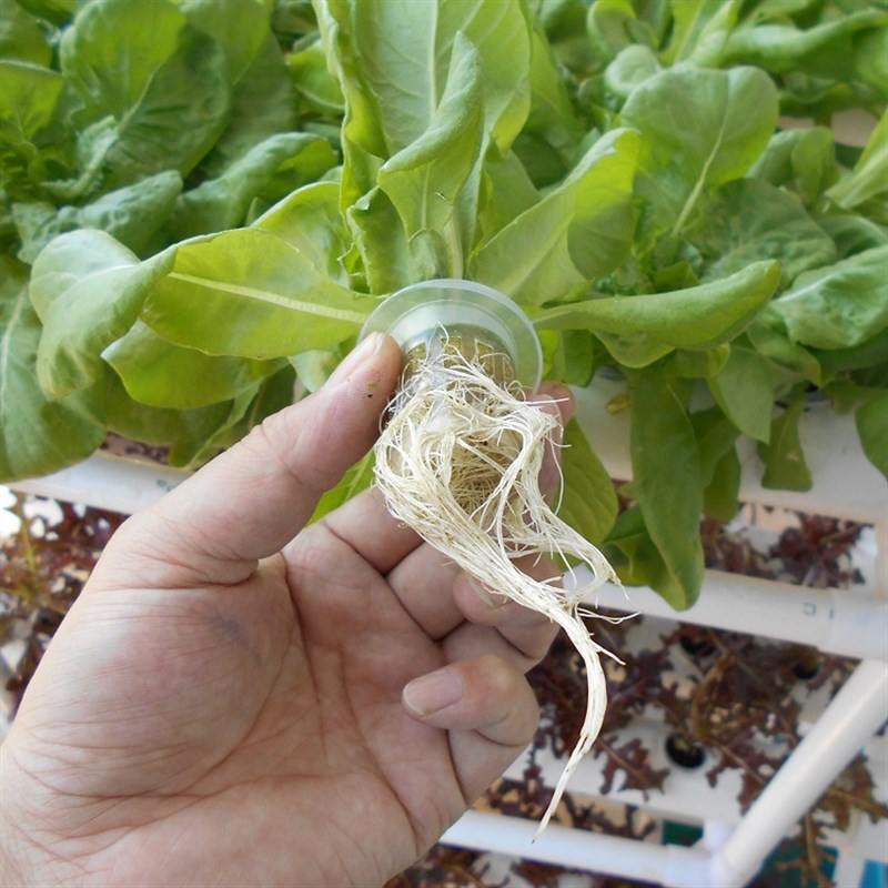 三层12管 管道式无土栽培设备 阳台种植蔬菜 水培 水耕种菜机