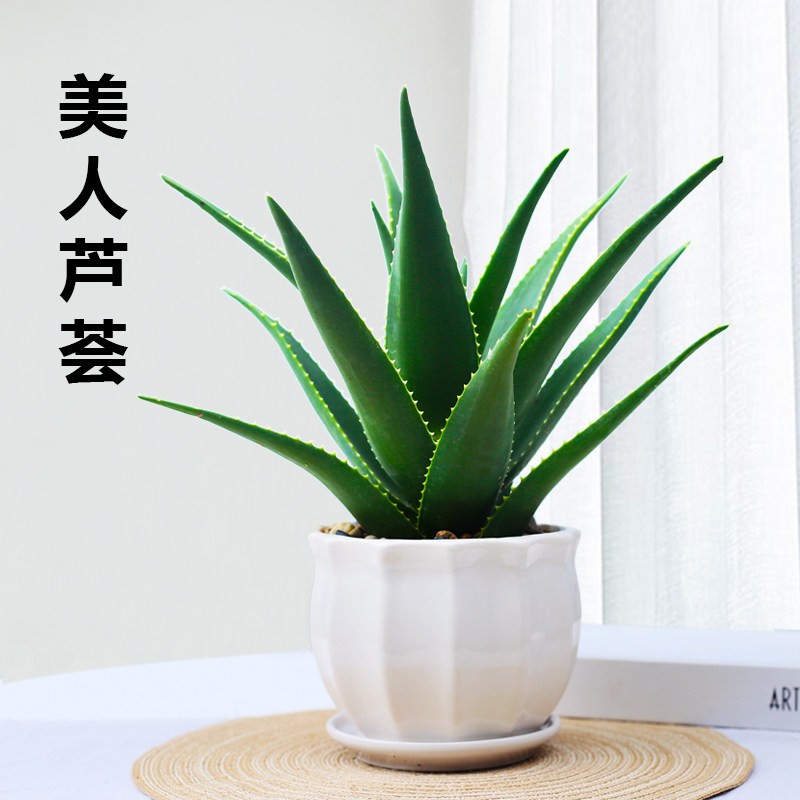 芦荟盆栽美容可食用室内净化空气清新植物办公室桌面好养易活绿植