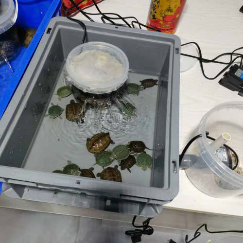 康卿小乌龟周转箱养龟盒过滤盒小号饲养龟缸过滤箱大号乌龟食龟粮