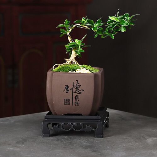 紫砂花盆带托盘粗陶透气蝴蝶兰兰花多肉高桩复古盆栽小号大口径盆