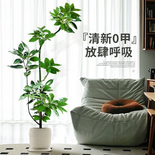 造型平安树客厅沙发旁绿植盆栽落地大型室内幸福树吸甲醛植物好养