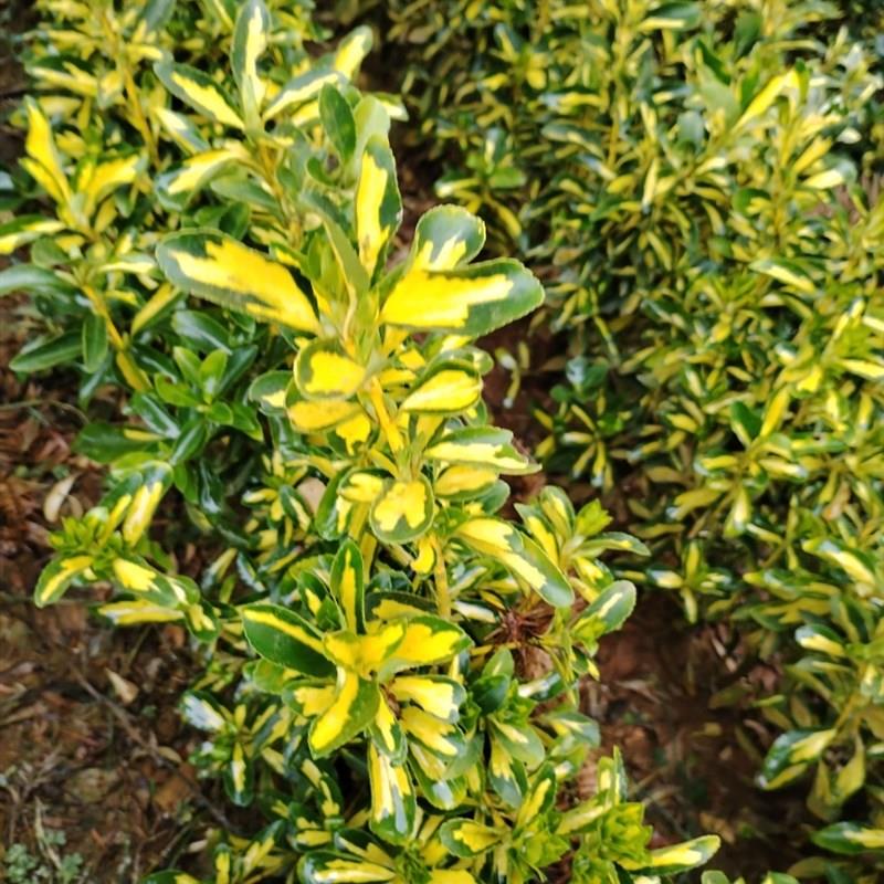 黄杨小苗彩叶植物金心黄杨庭院花园花镜植物彩叶植物地苗裸根发货